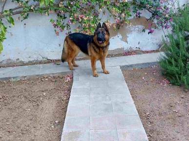 Chien Berger Allemand Pure Race
