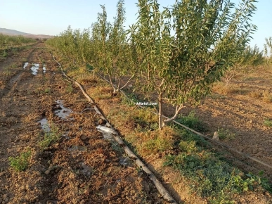 مزرعة مجهزة بجميع المرافق