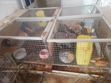 6 cage lil bi3 inox 6 cage lil bi3 inox