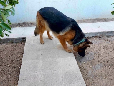 Chien Berger Allemand Pure Race