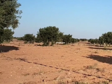 للبيع أرض فلاحية صفاقس 19 هكتار زيتون شملالي  كبير و مثمر  #مباشر