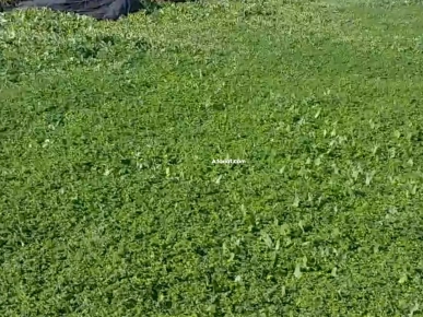 Vendre Terrain agricole