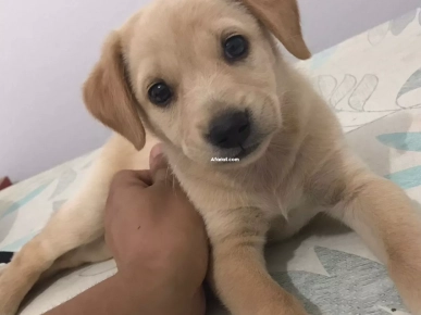chiot labrador a vendre chiot labrador a vendre