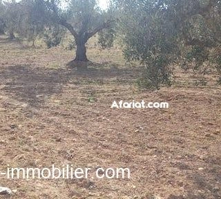 TERRAIN MOEZ Sidi Mtir T1011 TERRAIN MOEZ Sidi Mtir T1011