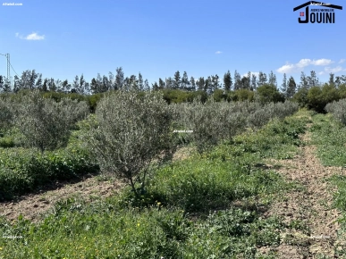 Ferme De 18 Hectares Sur La Route A Zaghouan