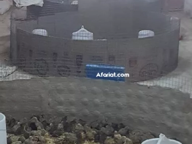 حضانات بيض مع ضمان 99945000