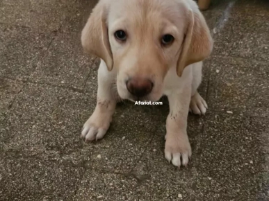 chien mâle labrador