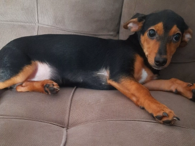 Pinscher nain vacciné âgé 5 mois Pinscher nain vacciné âgé 5 mois