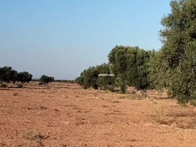 للبيع أرض فلاحية صفاقس 19 هكتار زيتون شملالي  كبير و مثمر  #مباشر