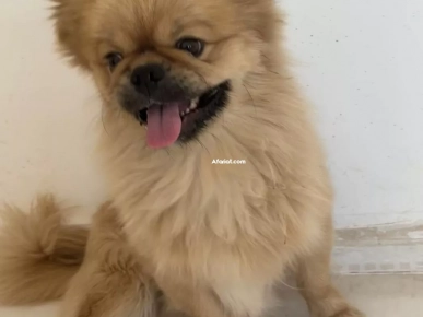 Chien pékinois