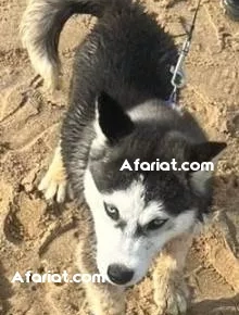 à vendre Husky 3 mois