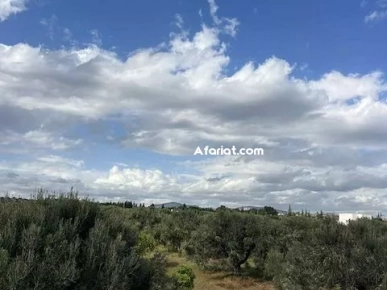 TERRAIN CLAUDIA Douikhla Hammamet Sud T1219