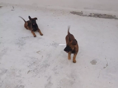 à vendre chien malinois