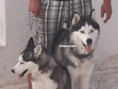 2 chien husky 2 chien husky