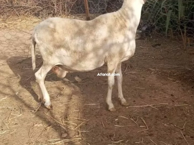 على بركة الله غنم دارة يخلق ربي فيها صردي و الغربي ولاد جلال