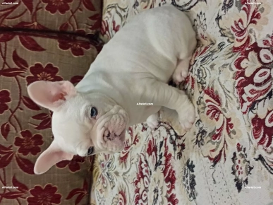 à vendre chiot bouledogue français, pur race