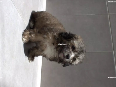 Caniche Bichon Femelle 2 mois
