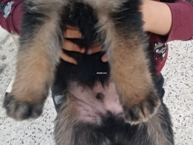 Chiots berger allemand Chiots berger allemand