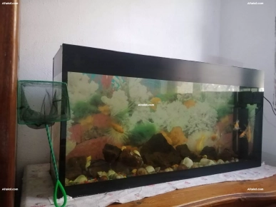 aquarium avec 7 poissons