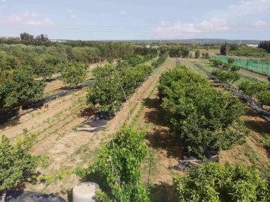 ferme / sénia à El AZIB