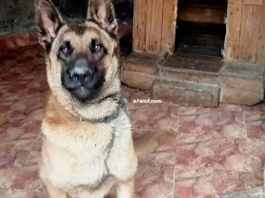 chienne berger malinois