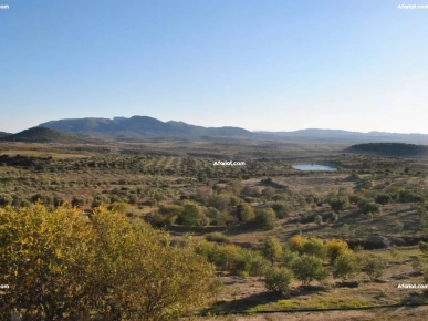 senia oliviers amandiers senia oliviers amandiers