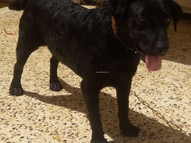 chien labrador noir