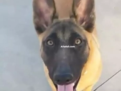 chien malinois