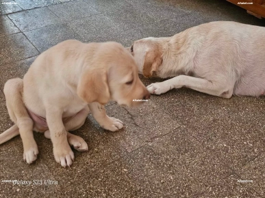 chien mâle labrador