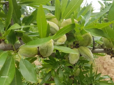 تخضيرة صابة لوز مازطو