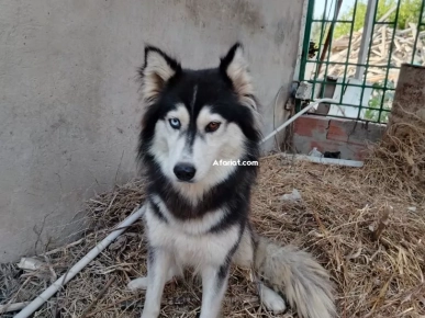 Magnifique femelle Husky Sibérien