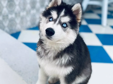 Chiot husky Chiot husky