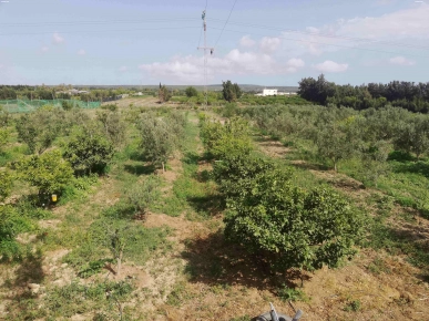 ferme / sénia à El AZIB