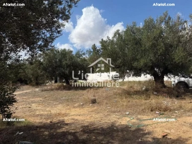 Terrain avec titre bleu individuel à Hammamet