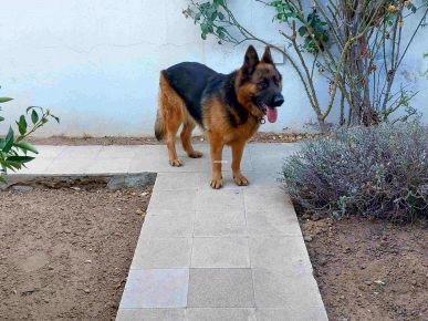 Chien Berger Allemand Pure Race