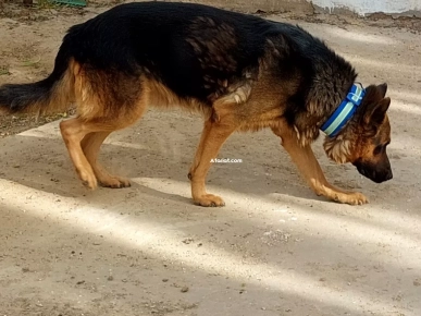 Couple de Chiens de Garde Berger Allemand Pure Race