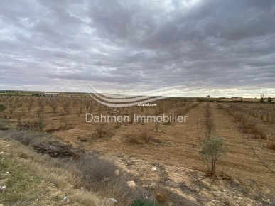 Ferme de 8 hectares à Sidi El Heni