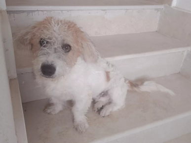 Adorable bichon Adorable bichon
