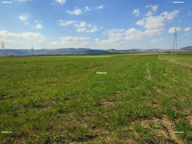 Terrain agricole à vendre à Hammamet ( El Monchar)