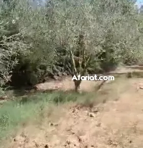 ferme d'olivier  à el haouaria