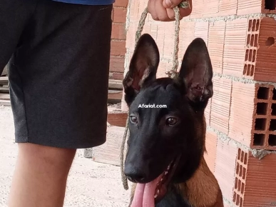 a vendre un chiot malinois charbonné