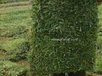 vente et posez gazon naturelle vente et posez gazon naturelle