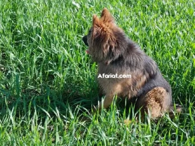 berger allemend age 16 mois vacciné sociable