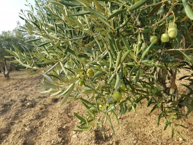 olive à vendre 5dhara