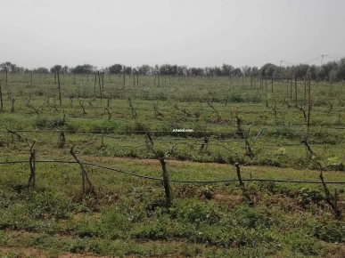 Borj El Amri Gouvernorat de Manouba: A Vendre Ferme de 82500m² Borj El Amri Gouvernorat de Manouba: A Vendre Ferme de 82500m²