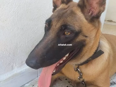 chien malinois