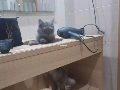 À ADOPTER – Chatte Persane femelle À ADOPTER – Chatte Persane femelle