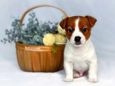 Chiots Jack Russell Jack Russel terrier