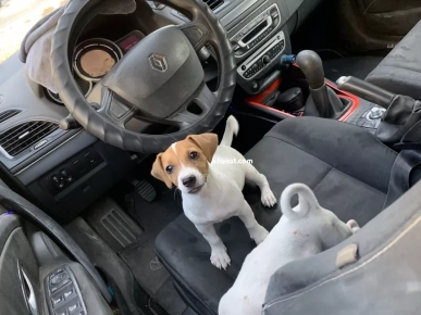 jack Russel