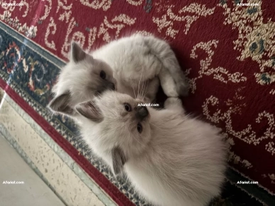 vendre deux chats